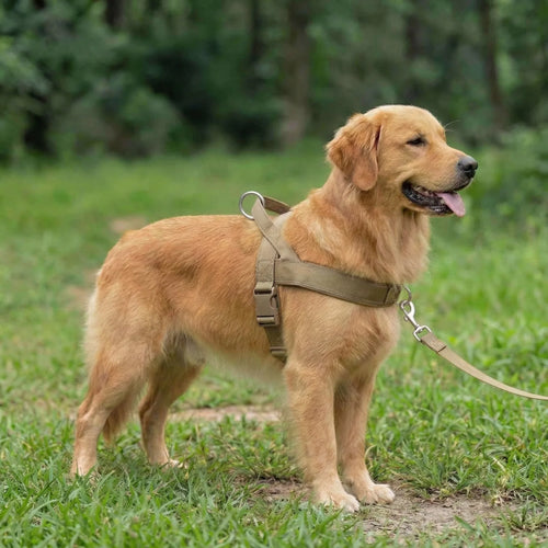 Antidragsele för hund