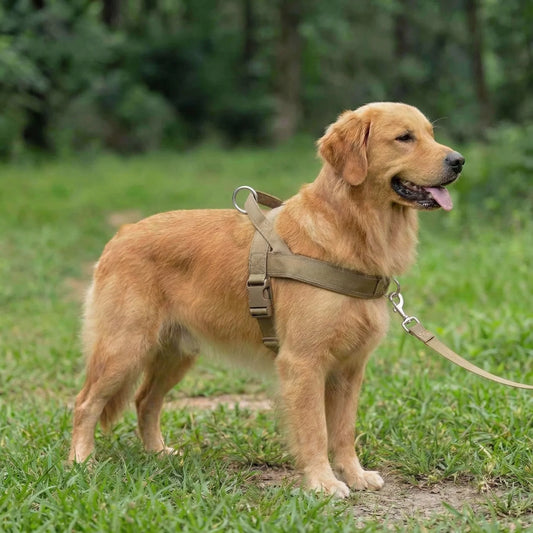 Antidragsele för hund
