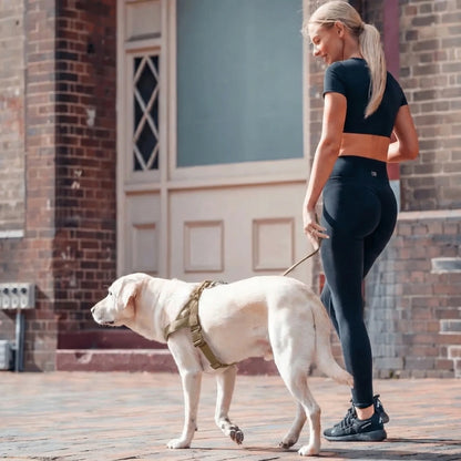 Antidragsele för hund
