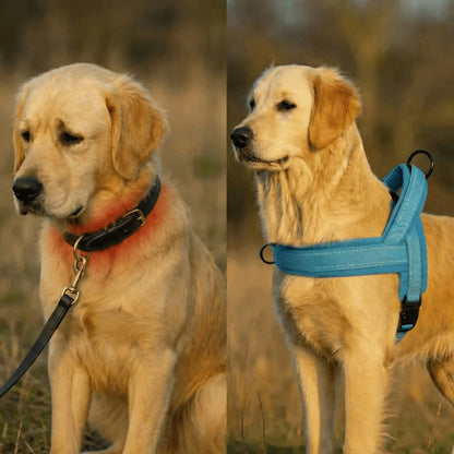 Antidragsele för hund